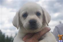 labrador retriever puppy posted by BROOK PARK LABS
